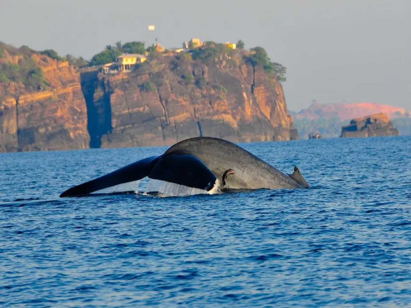 Trinco Blu by Cinnamon