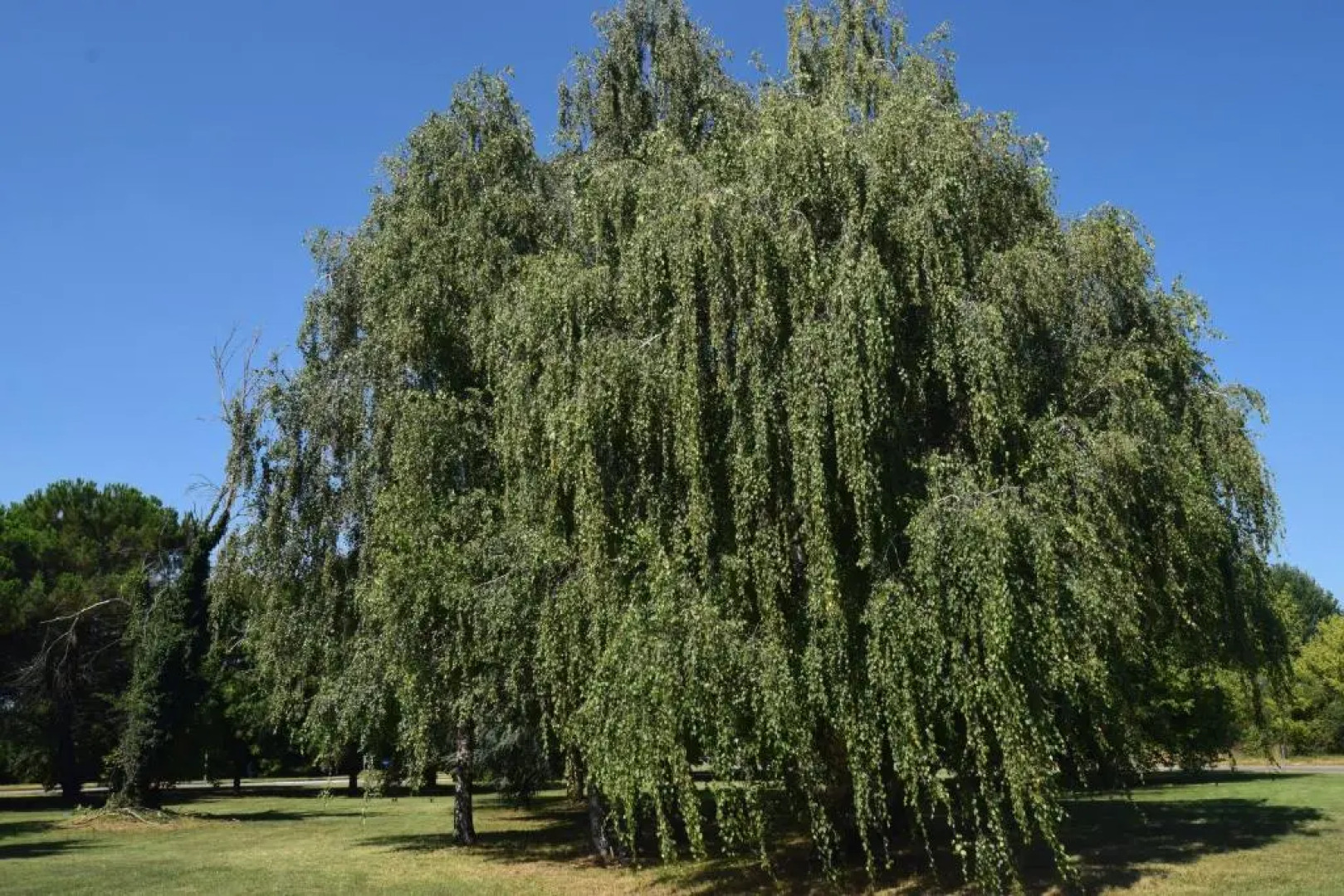 Al Salice tranquillità nel verde Via Amendola 24