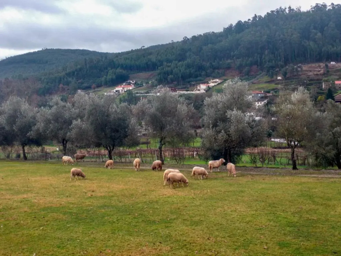Casa da Eira - Alojamento Local
