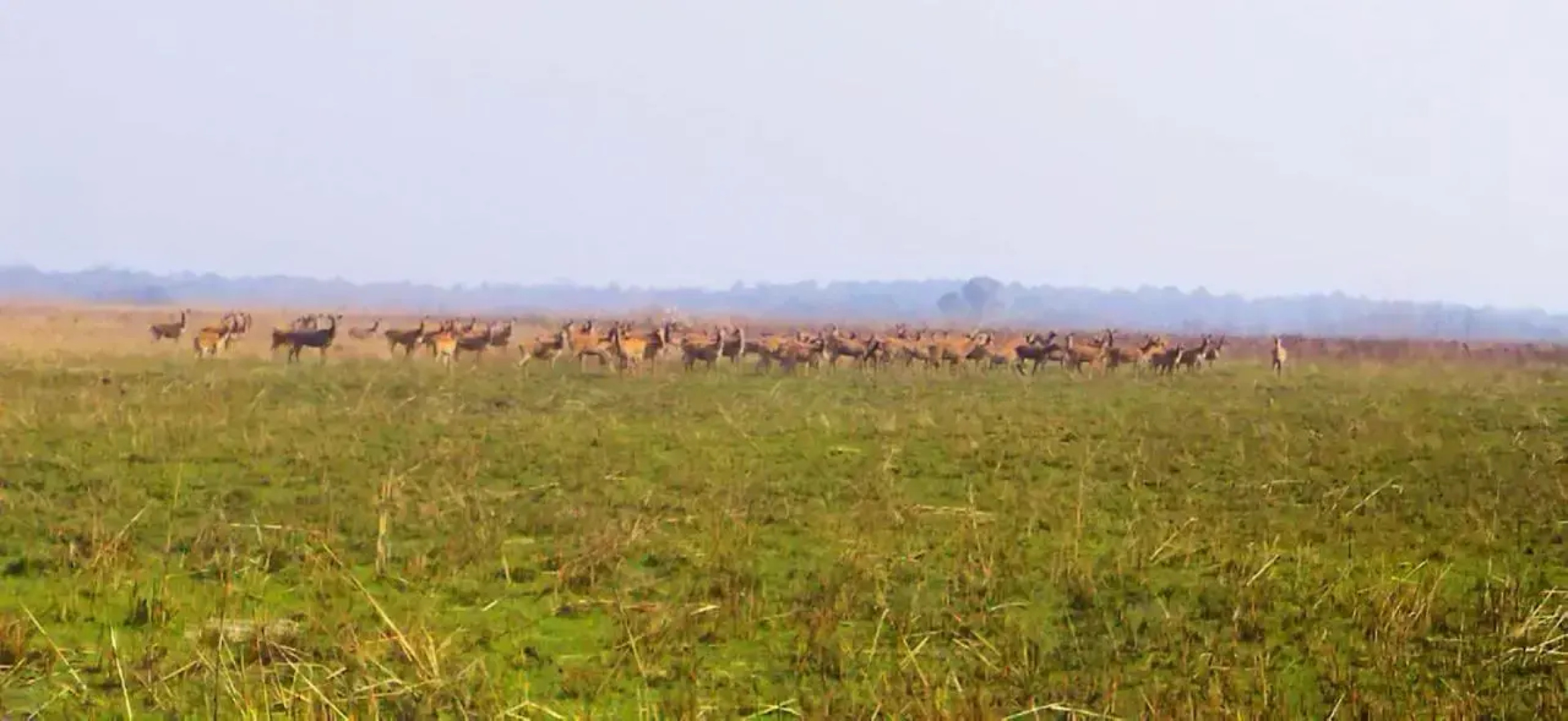 Suklaphanta Jungle Cottage