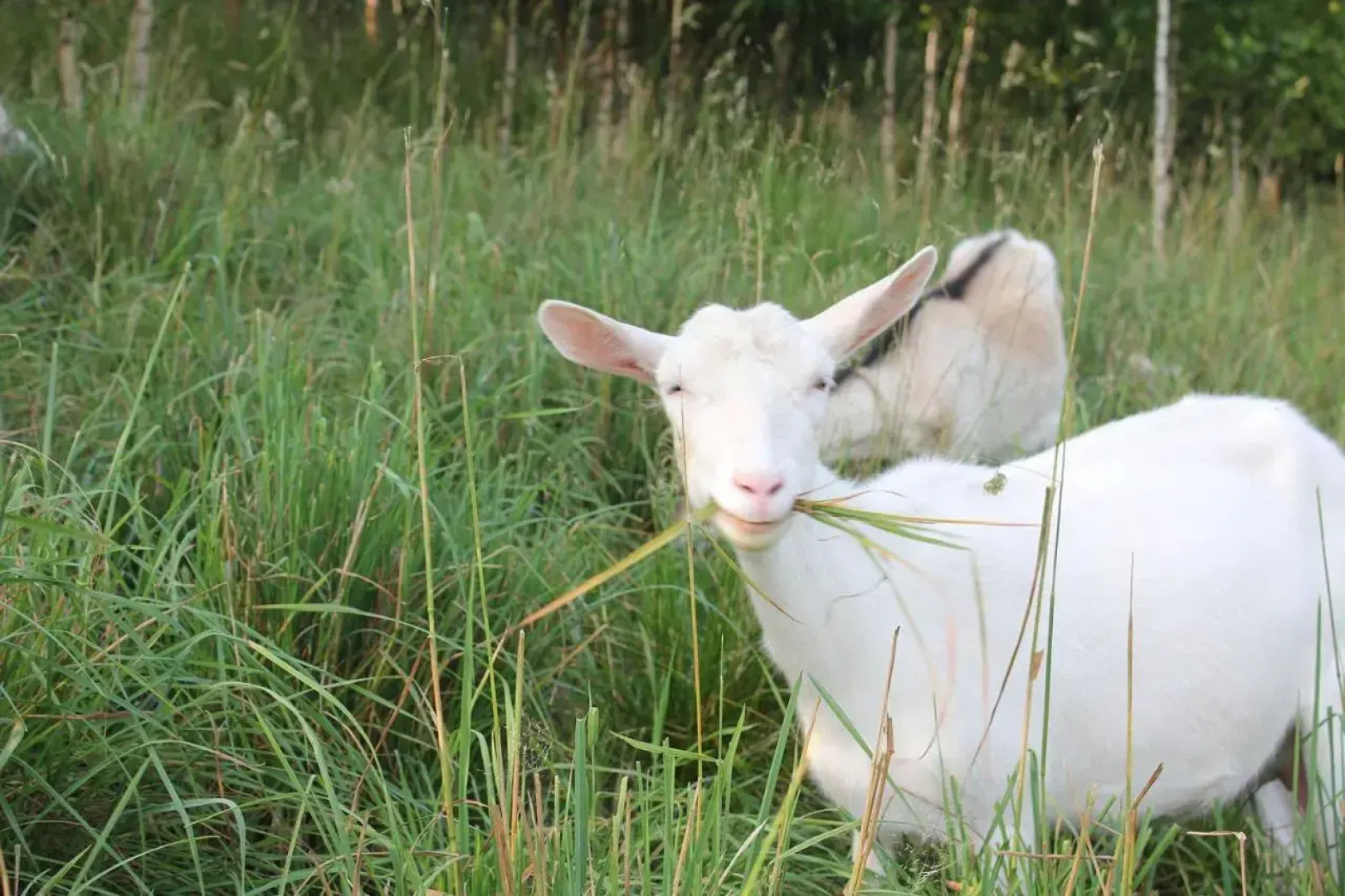 Słoneczna Zagroda - Sunny Ridge Farm