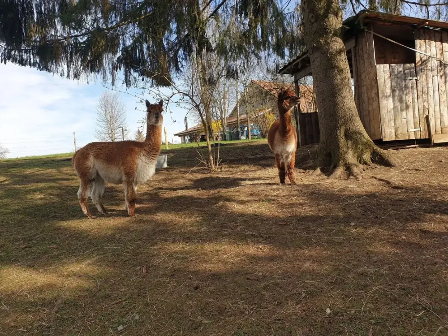 Erlebnisland Grizzlybär