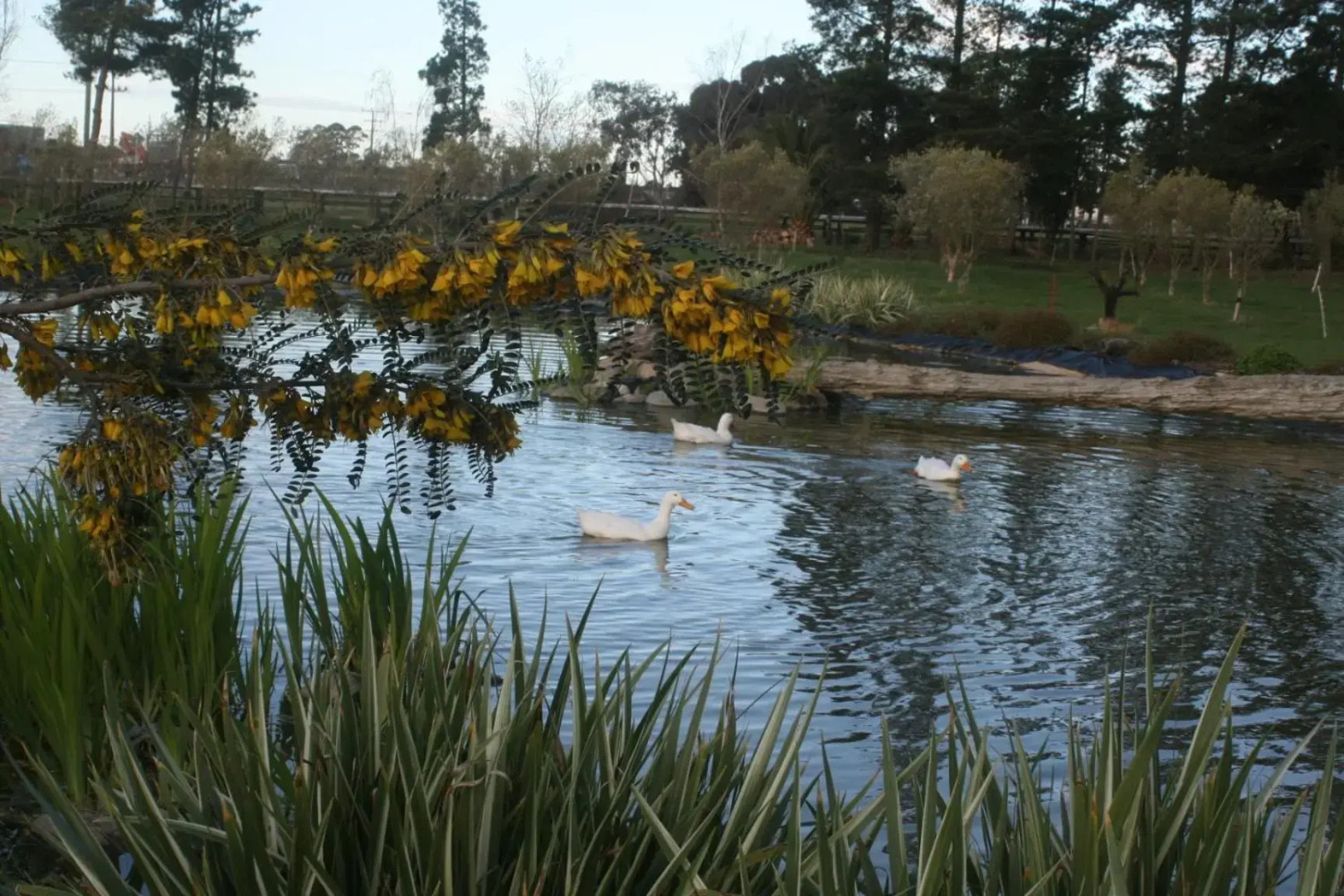 The Peppertree Luxury Accommodation