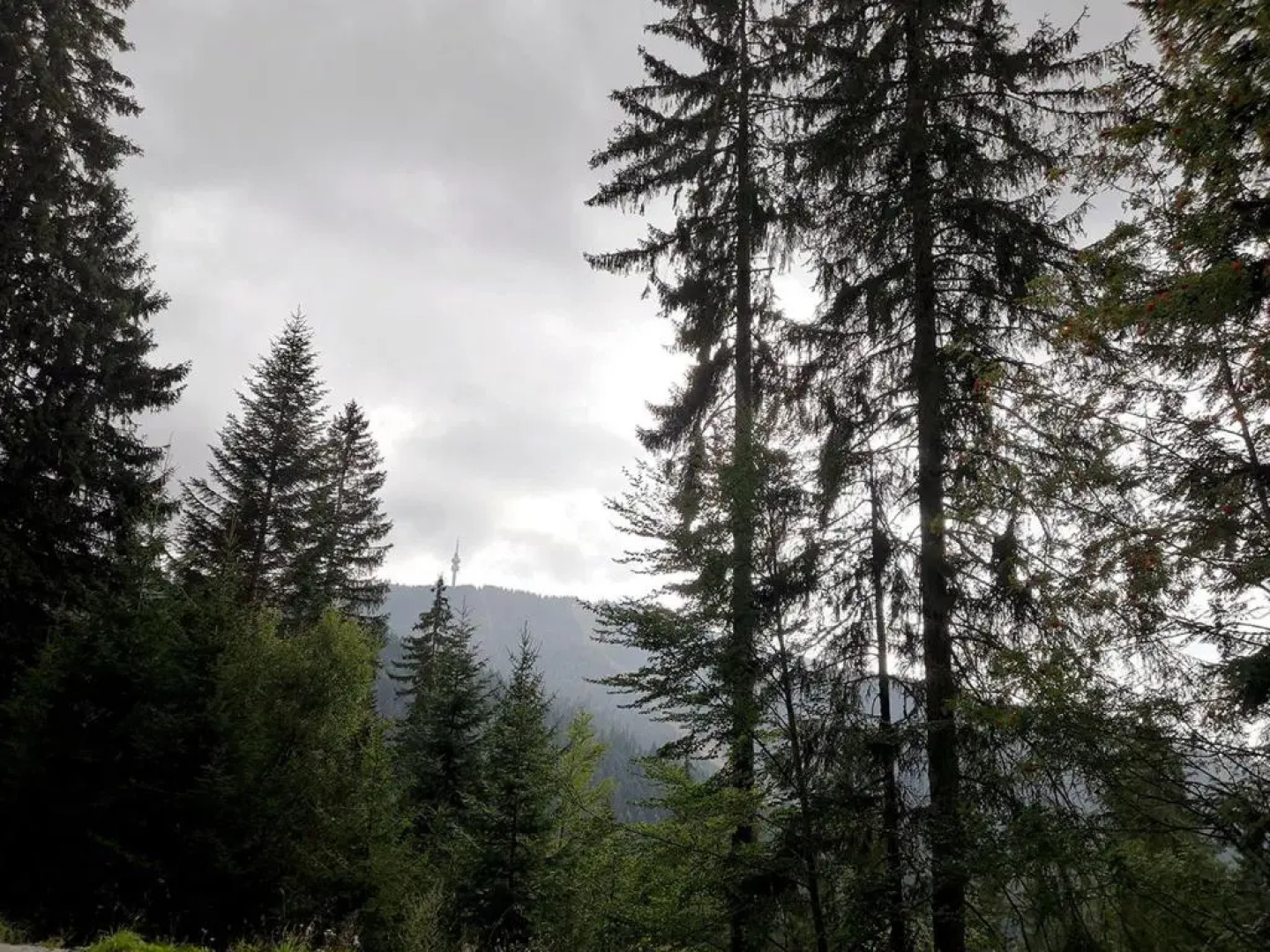 A43a Green Life Pamporovo