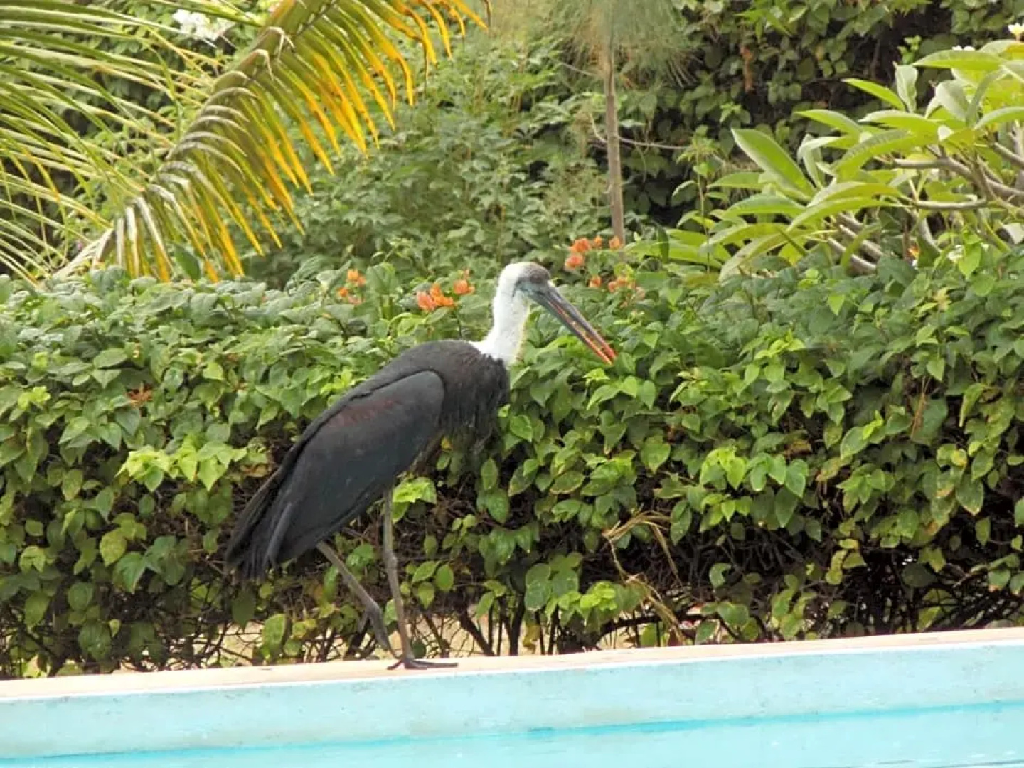 Echo Villas Watamu