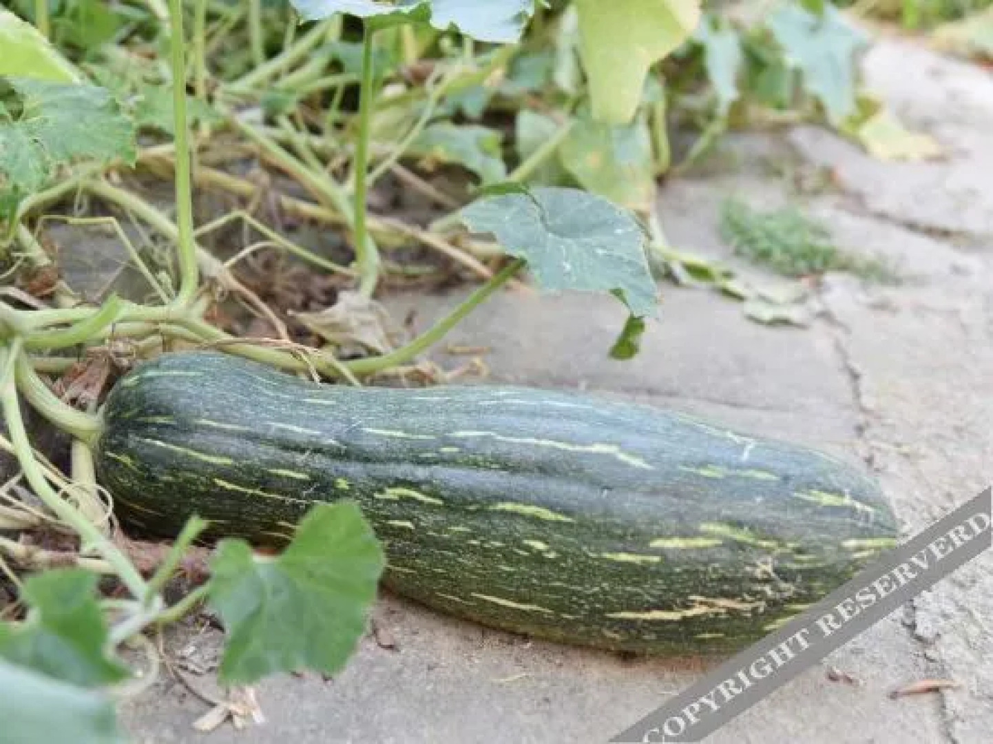 Shaoshan Huayazi Hotel