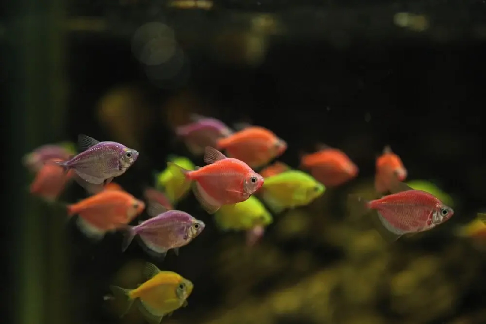 Hotel Menaka Inn Dharwad