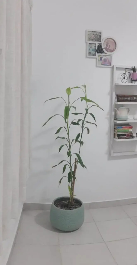 Deprtamento Donovan Ii