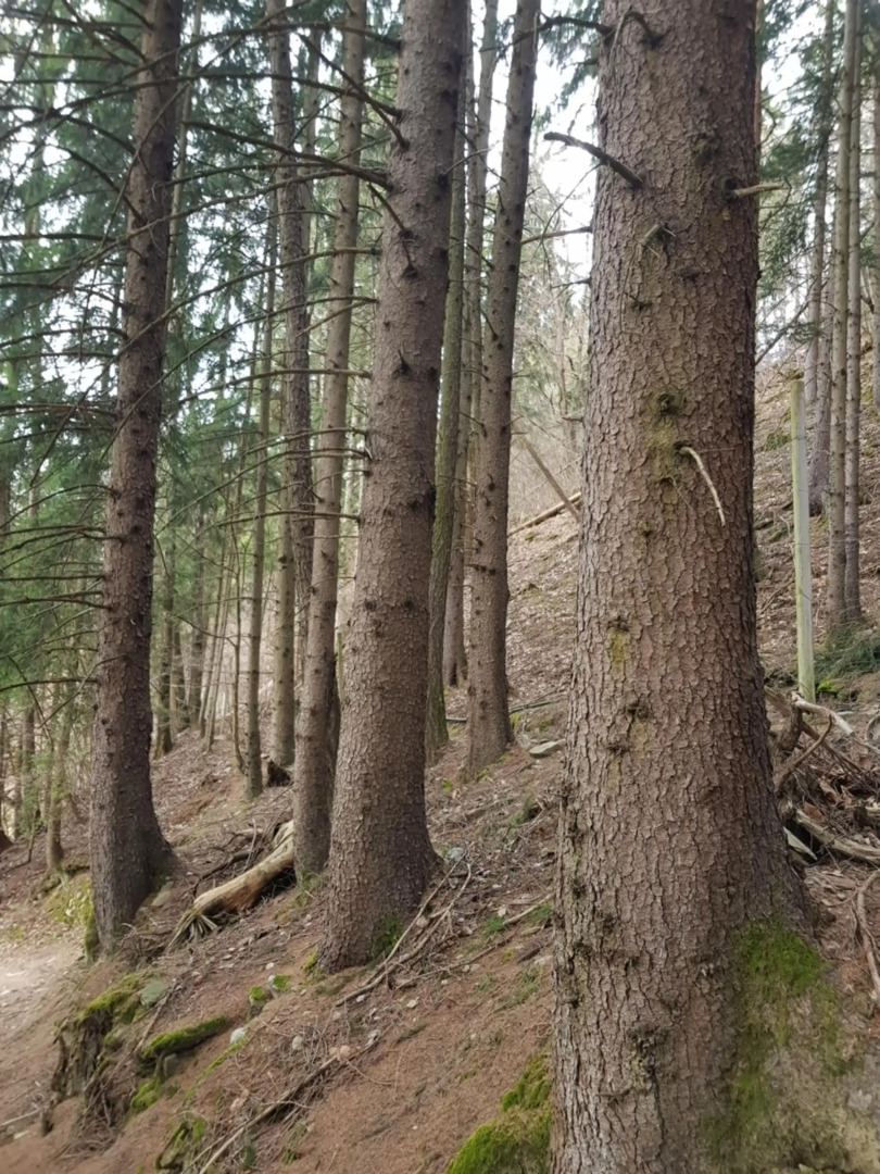 Prünsterhof Schenna