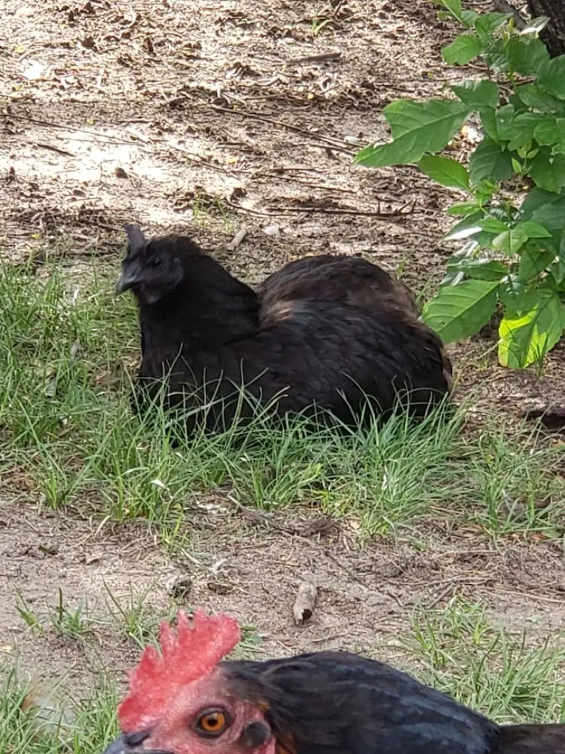 Lofty Living Bud and Breakfast