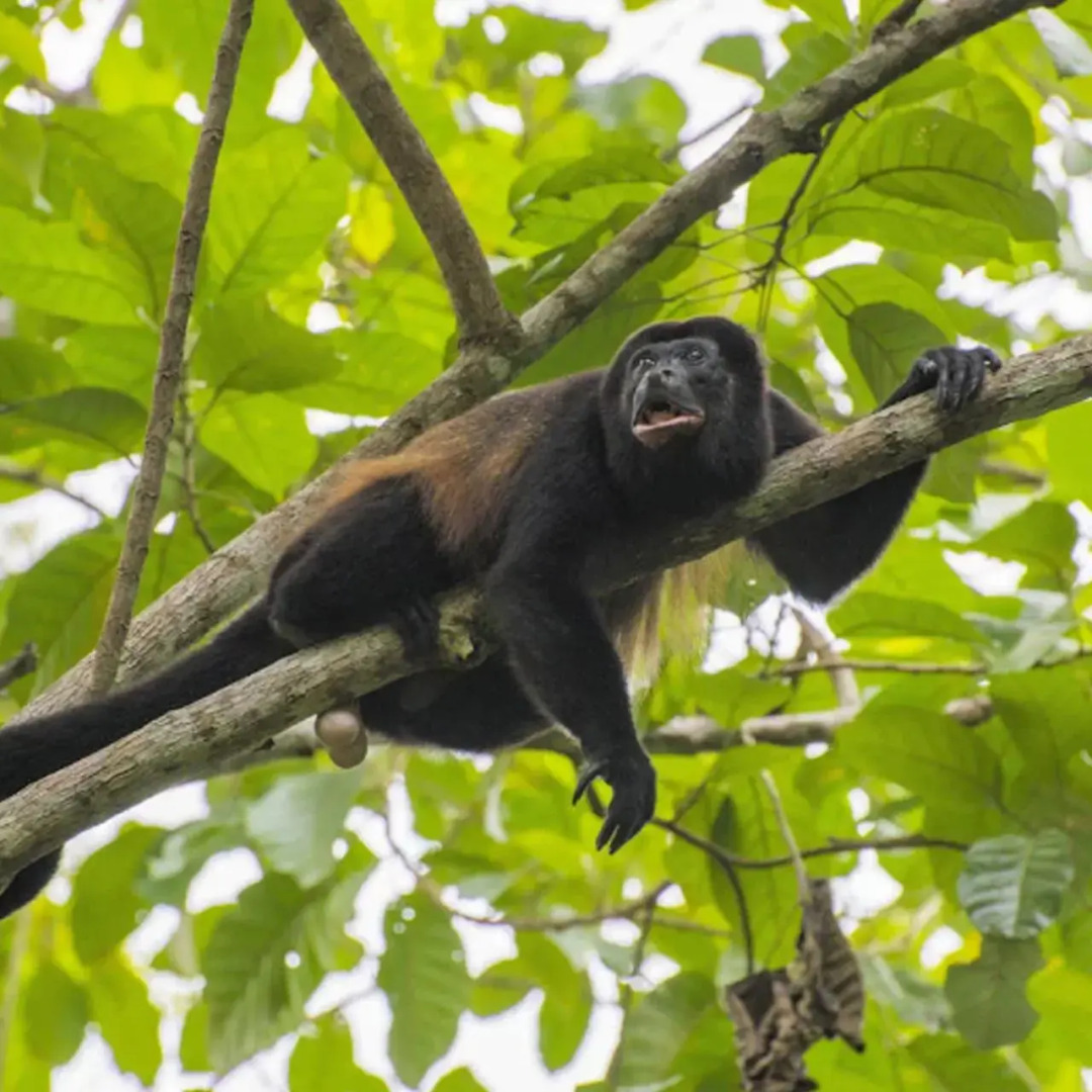 Piedra de Agua Hotel Boutique Palenque