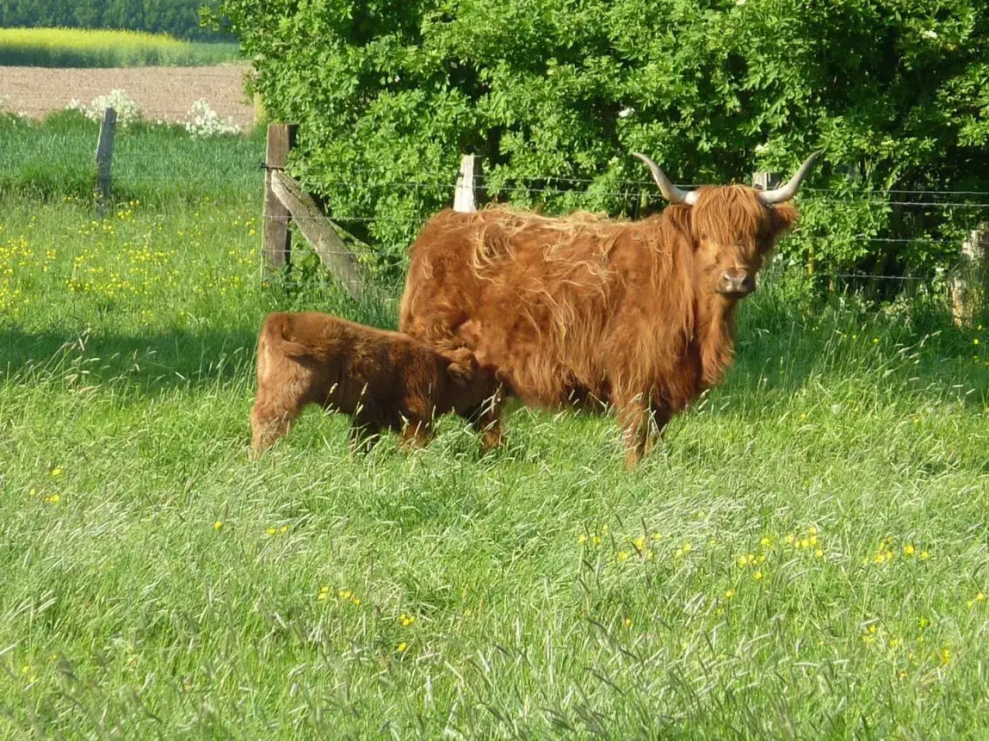 Rhinkieker Rees