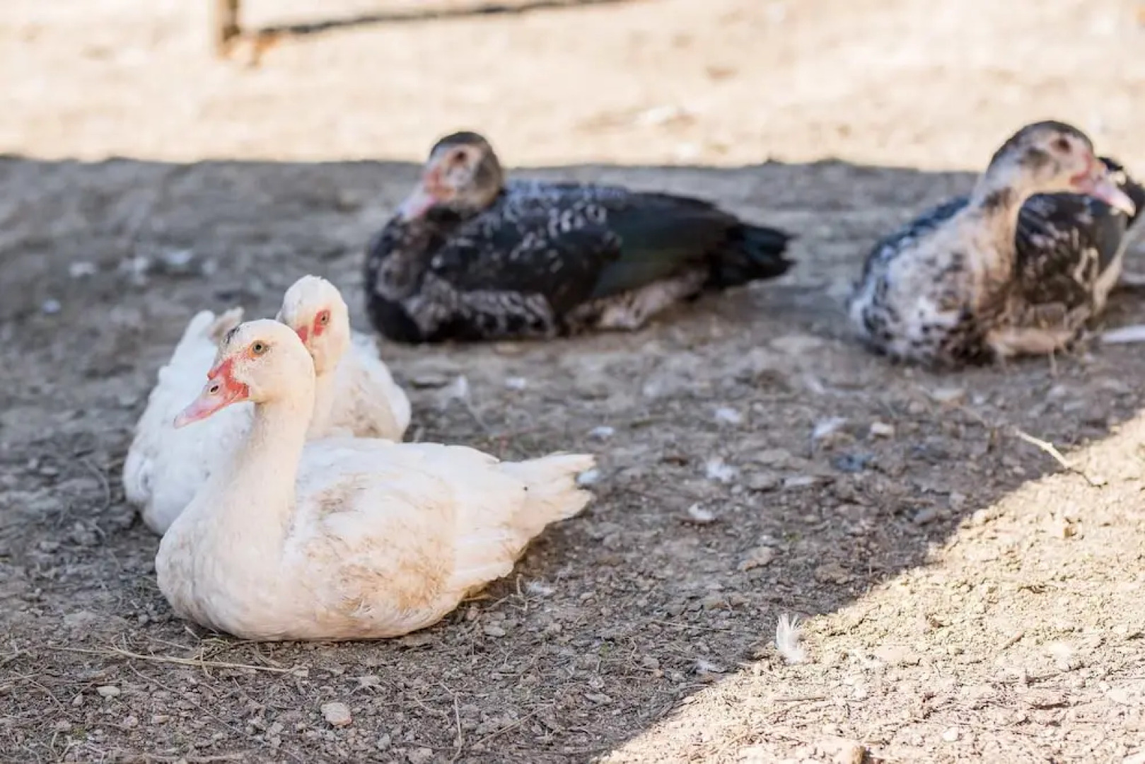 Podere Il Sorriso Degli Angeli