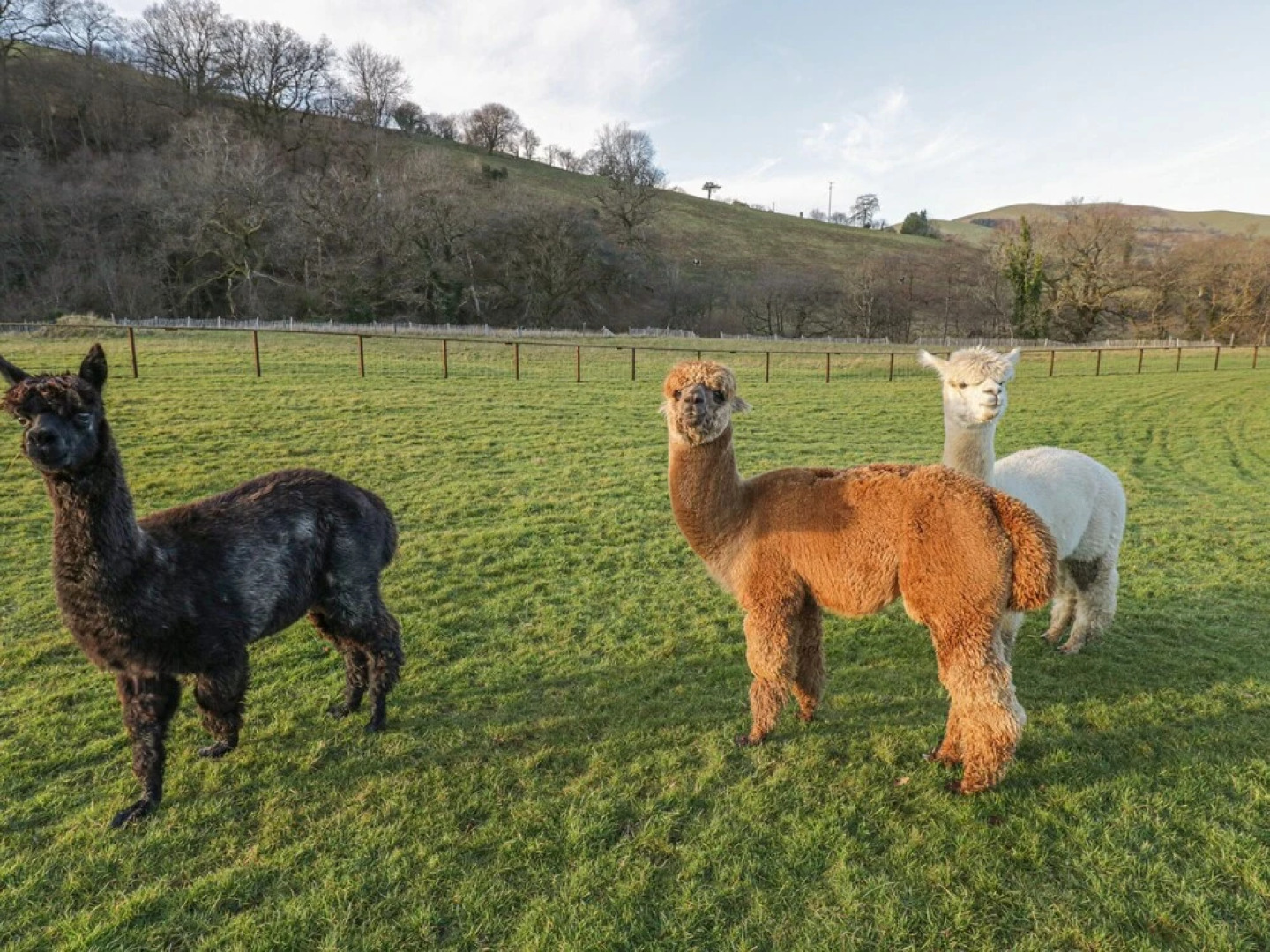 The Paddock, Llanbrynmair