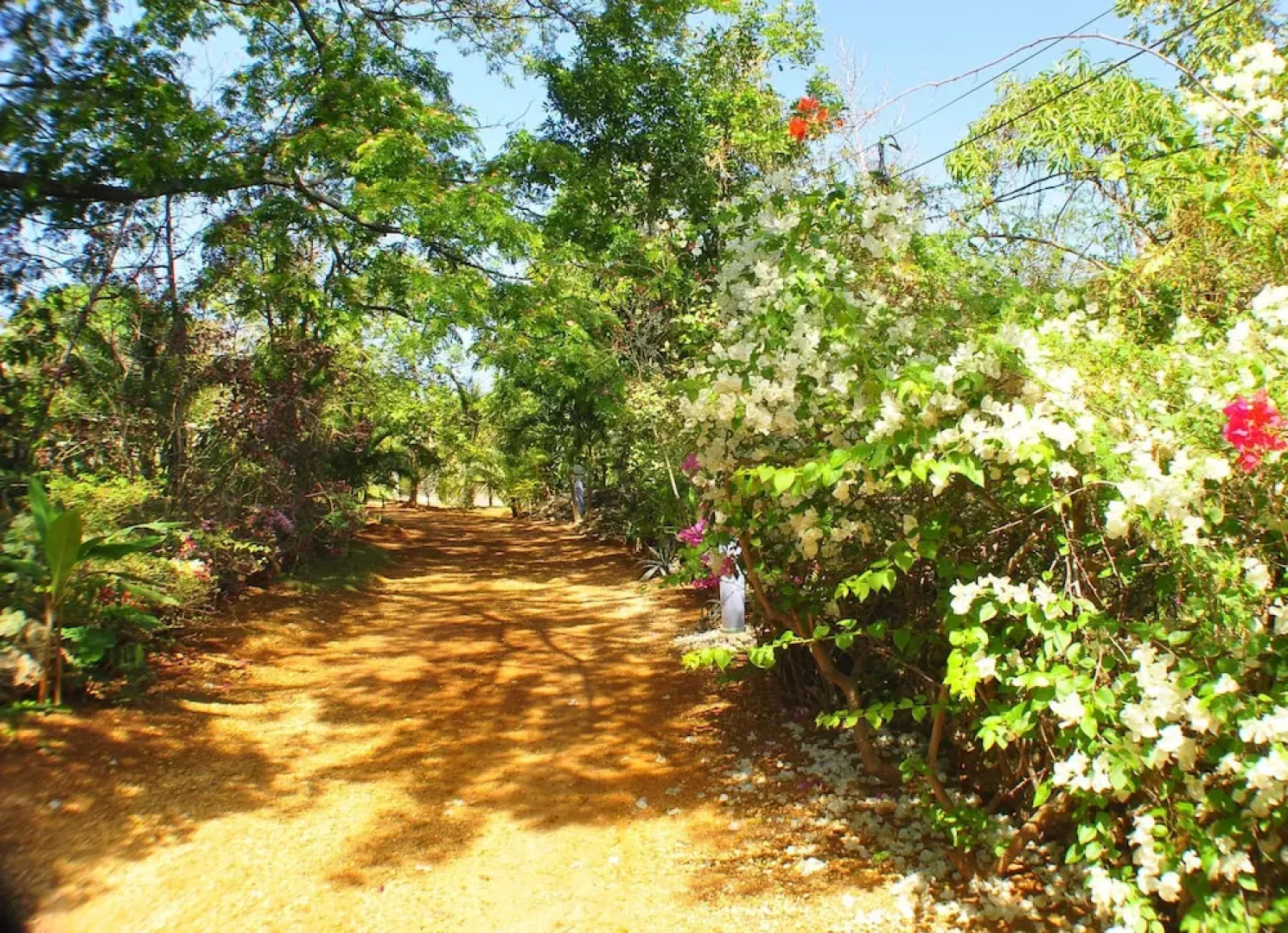 Jah Freedom Inn Negril
