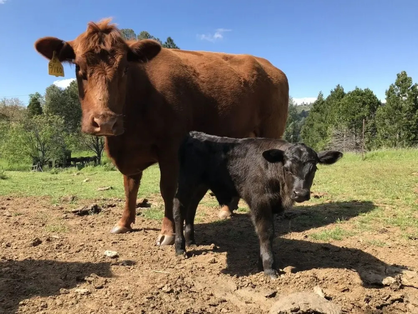 Priest Ranch - Peaceful Home With Pool 3 Bedroom Home