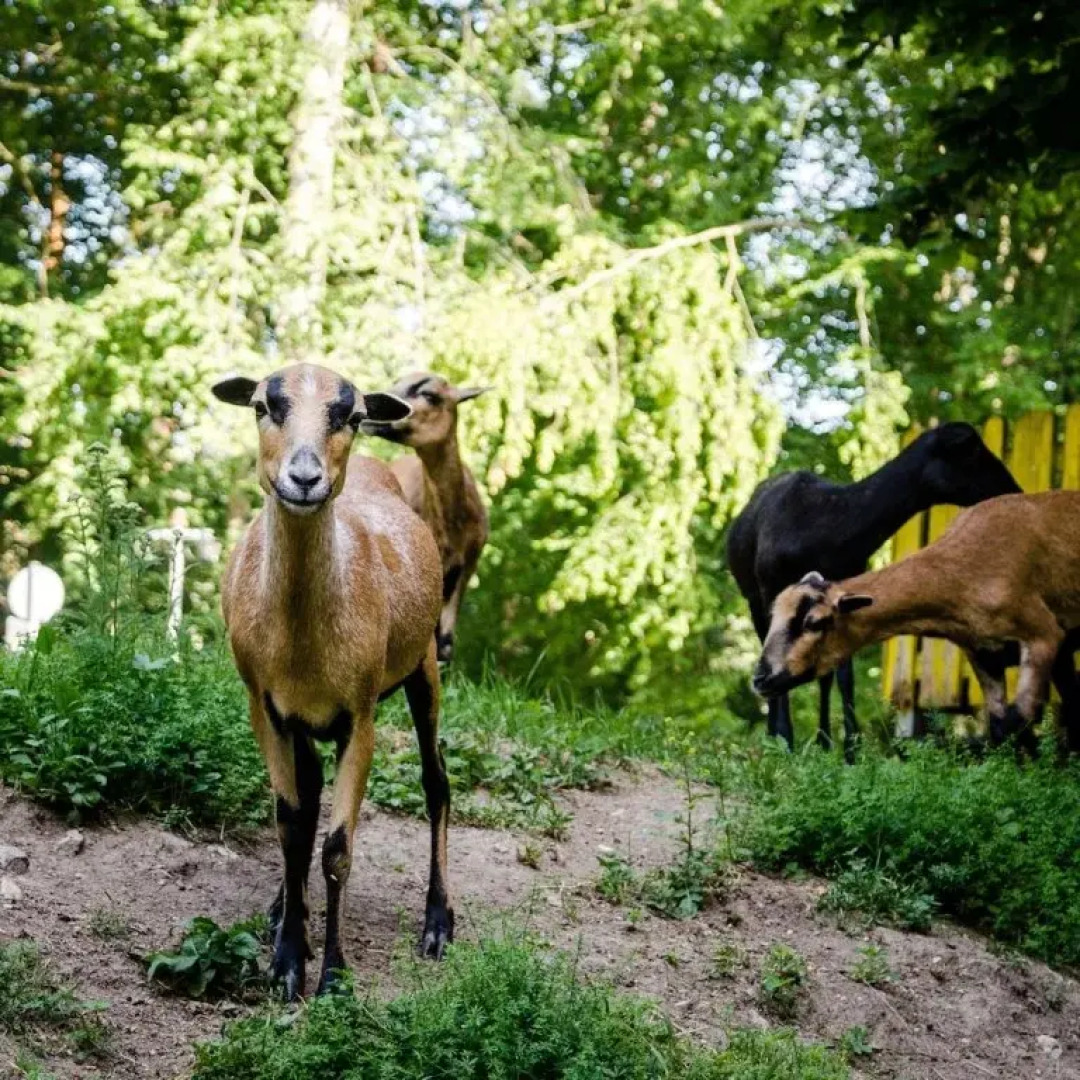 Wallfahrts-Gaststatte Heilbrunnl