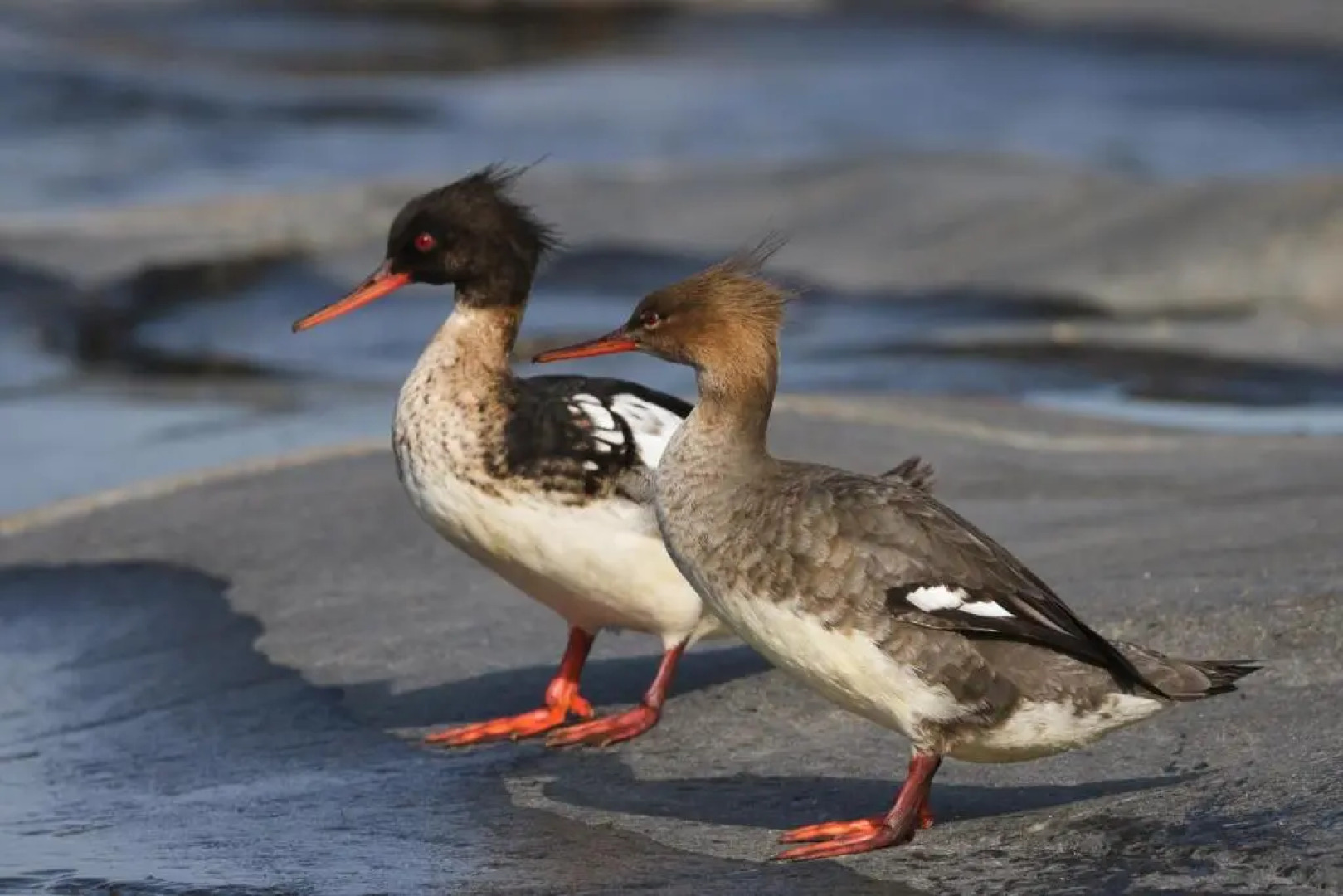 Kylmã„Pihlaja Lighthouse