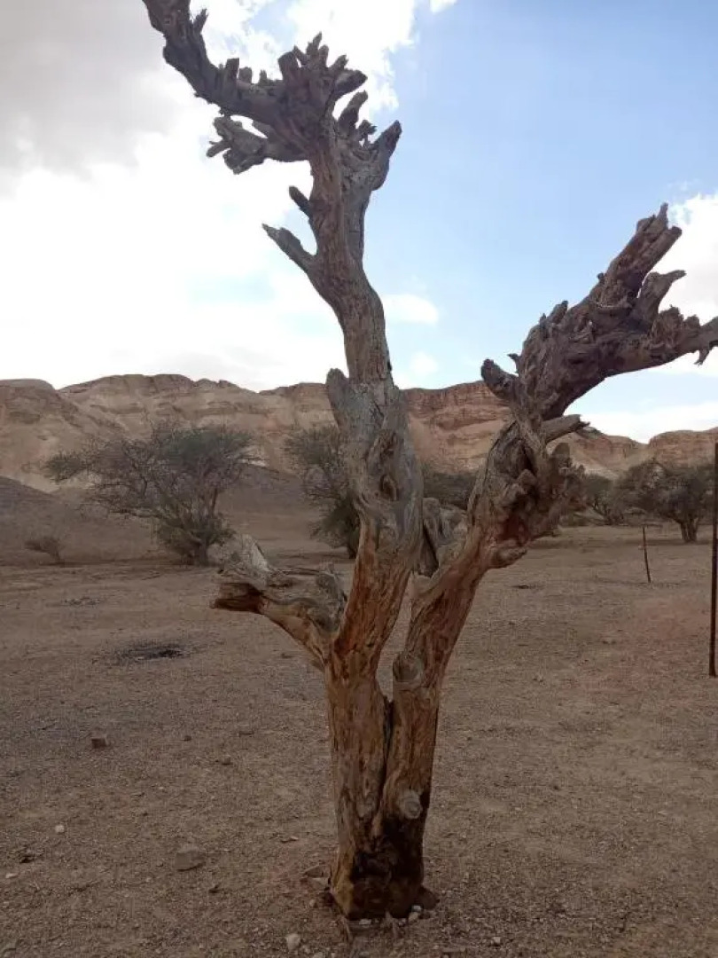 הבית החום בערבה יחידה זוגית