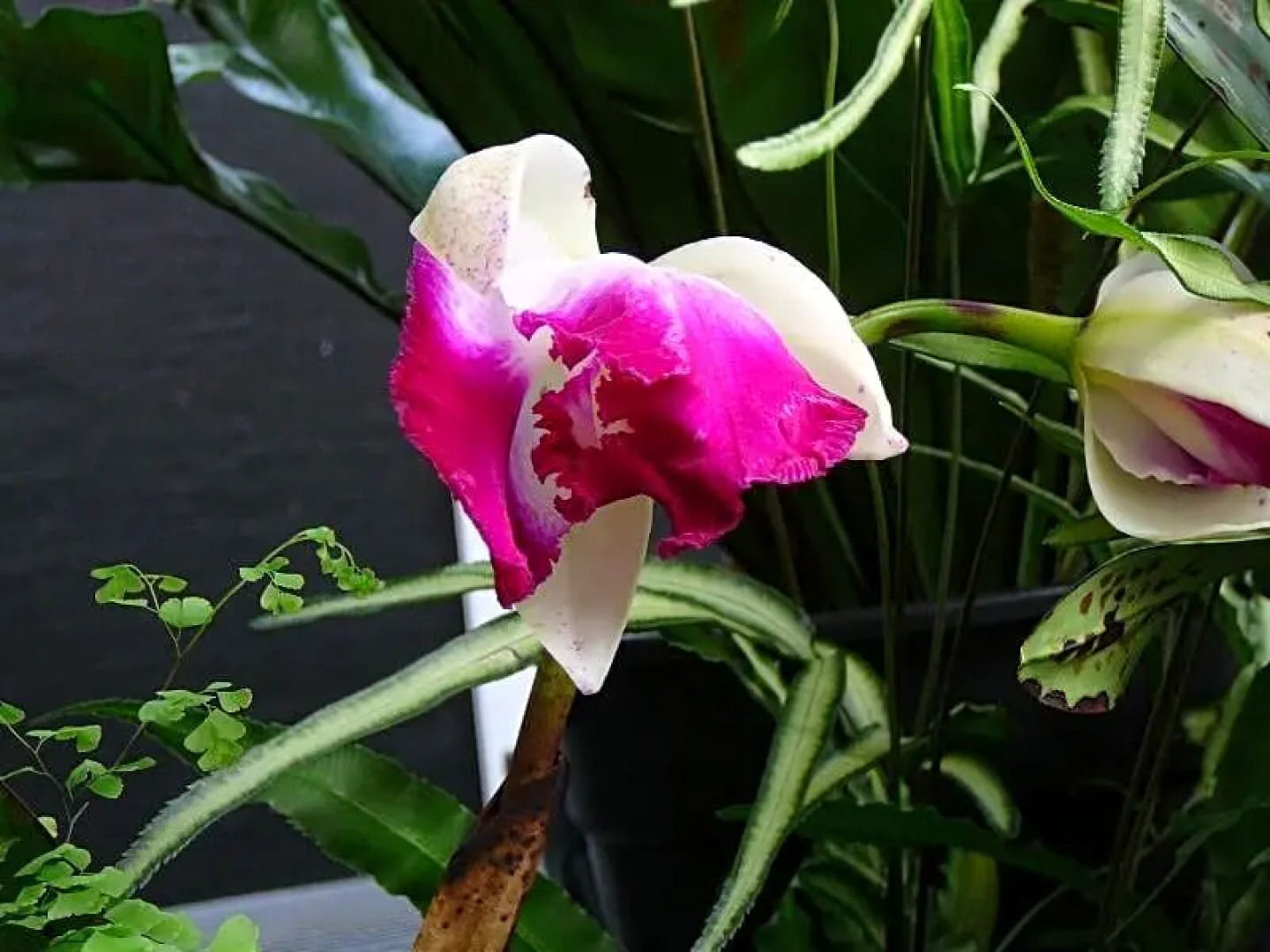 Wind Song Bed and Breakfast