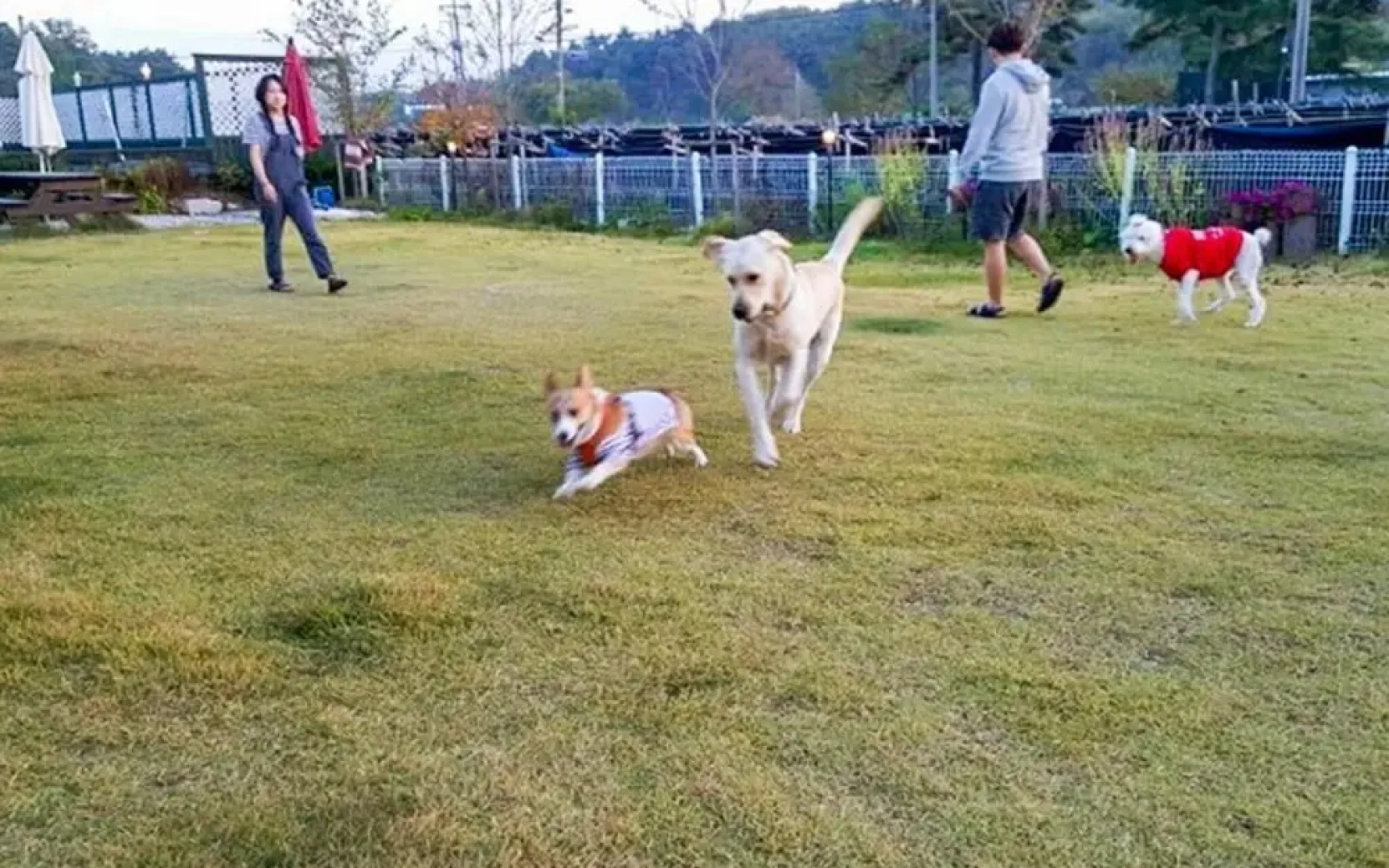 Gangneung Friends Pets Friendly Pension
