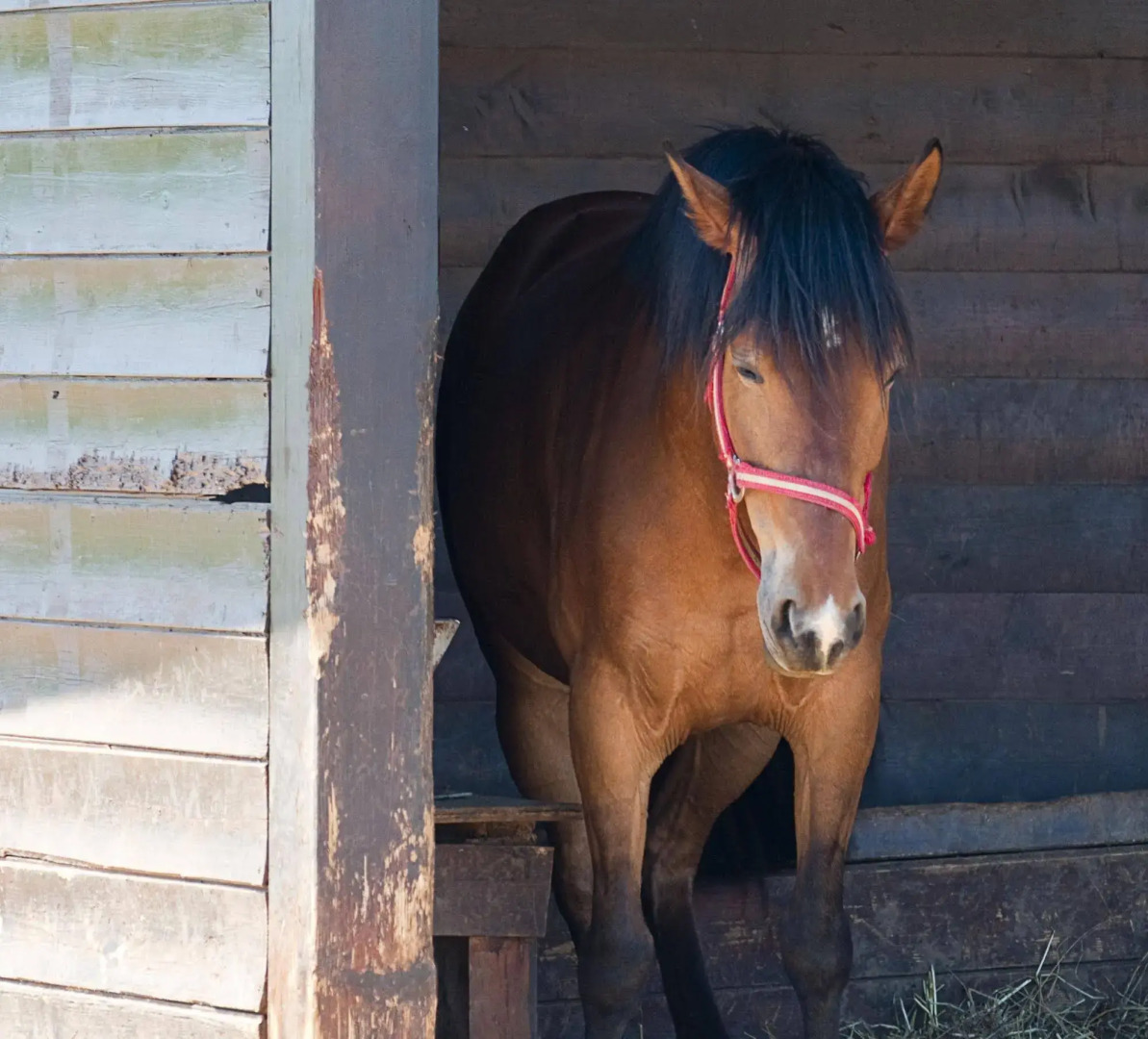 Popilia Country Resort