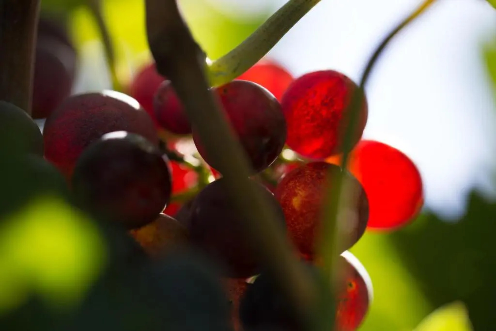 Relais I Dolci Grappoli