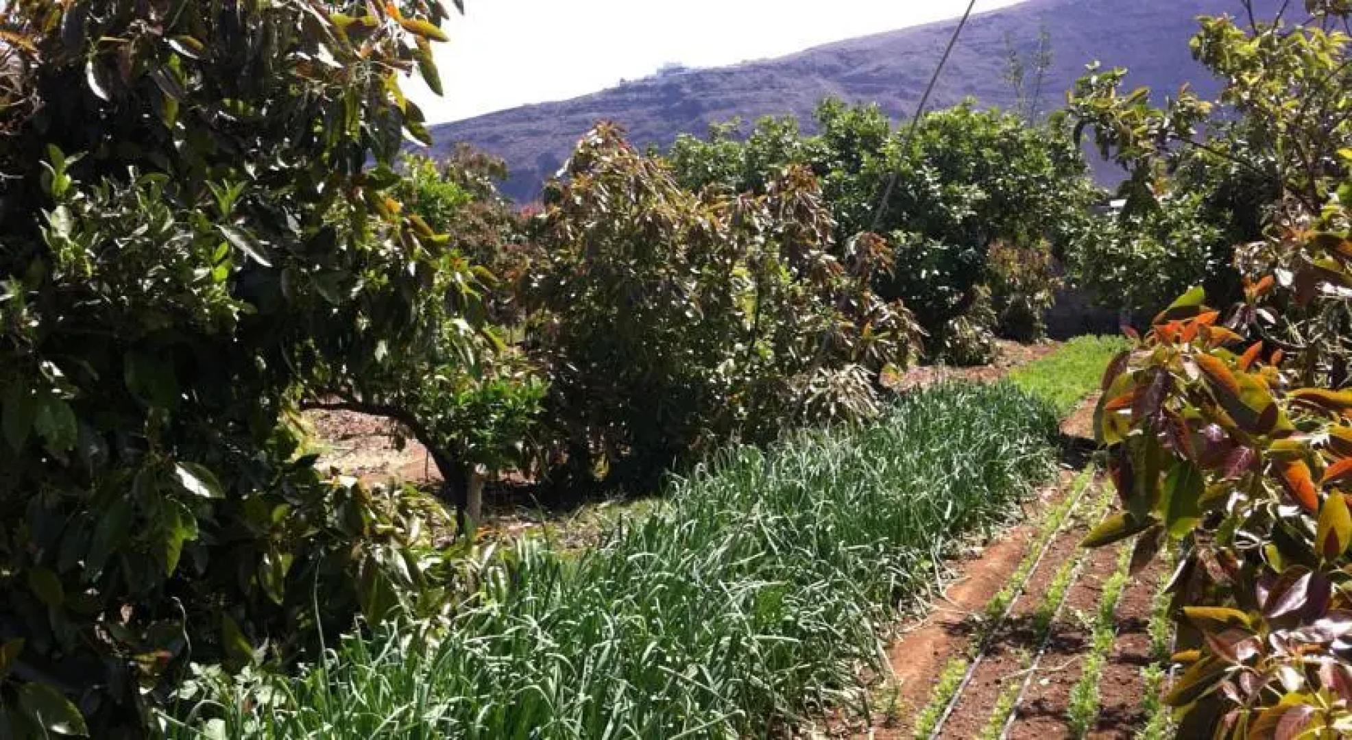 Finca Biologica