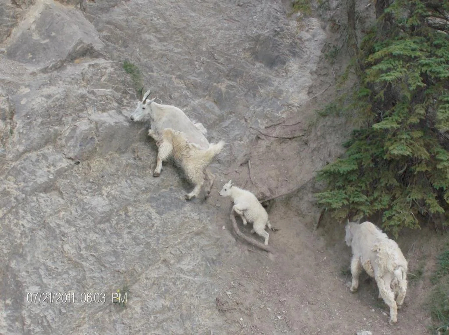 TimberWolf Lodge B&B