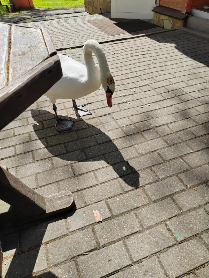 Турбаза Невидо