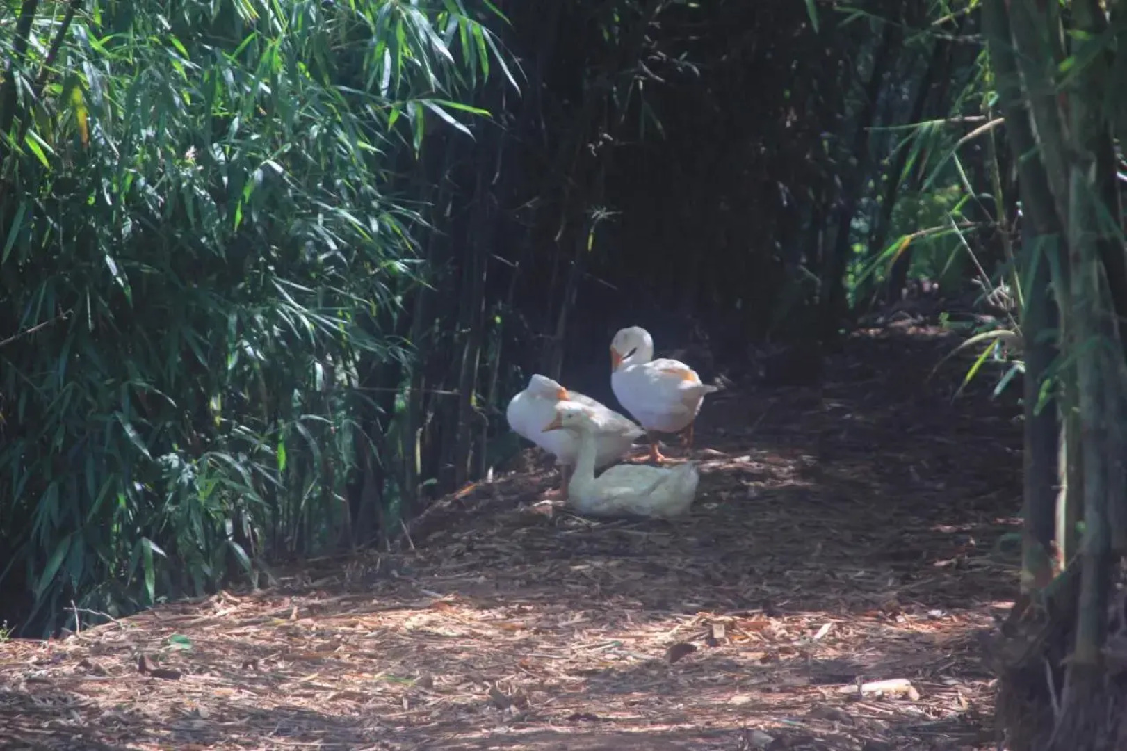 Wayanad Village Resort