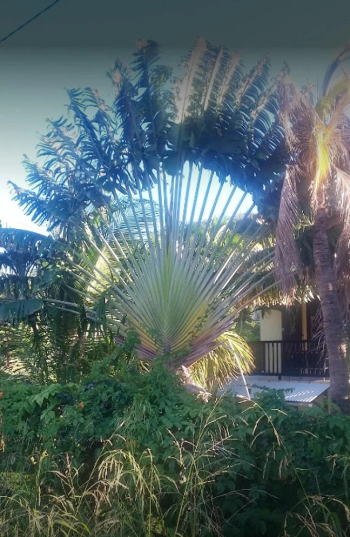 Studio in Les Anses-d'arlet, With Wonderful Mountain View, Enclosed Garden and Wifi