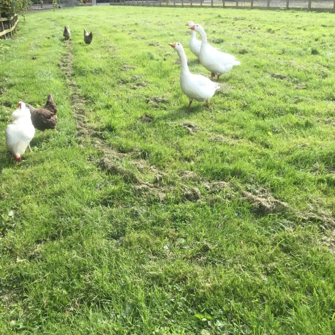 Impeccable Cottage Suitable for 2 Adults & 1 Child