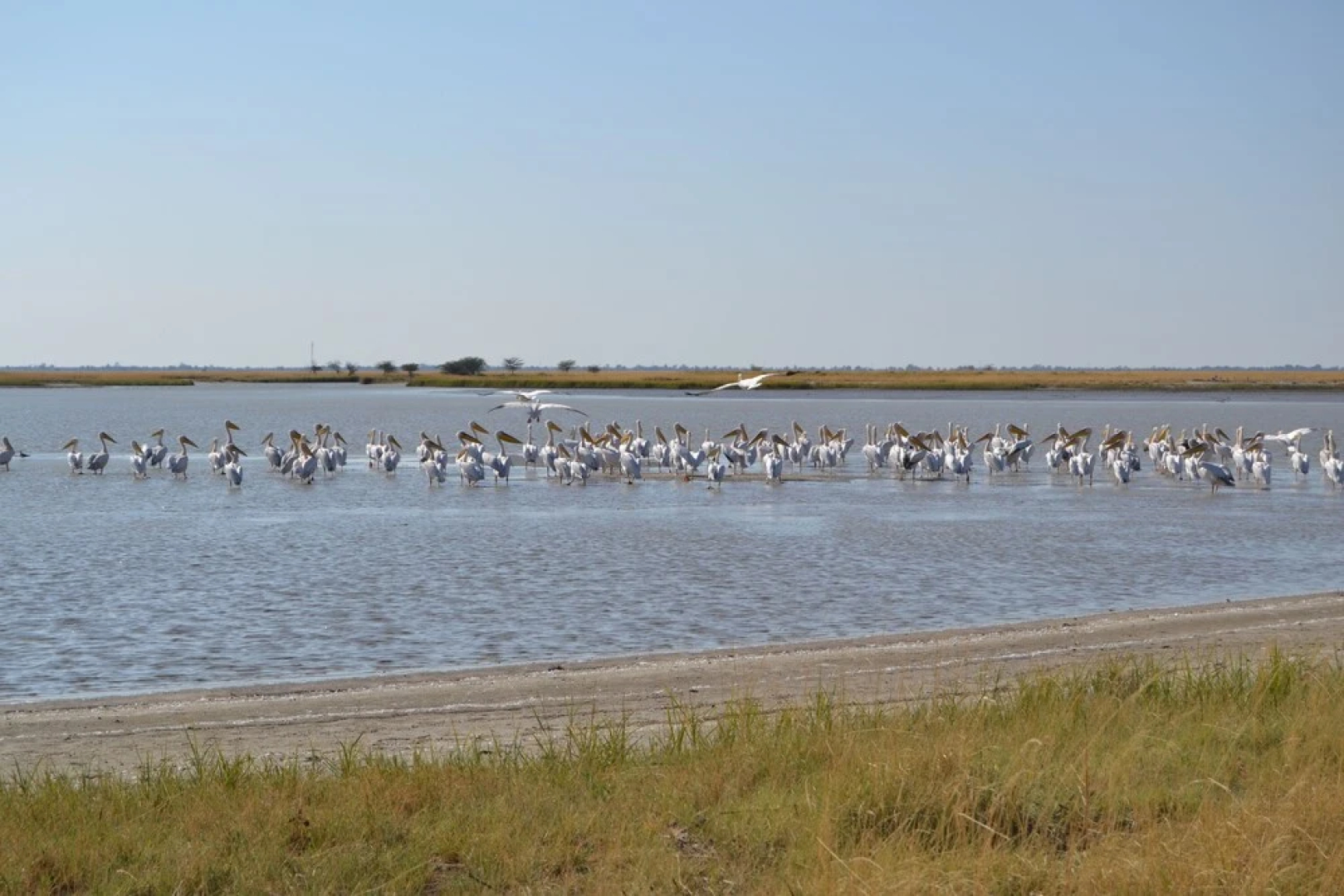 Chobe Sunset Chalets