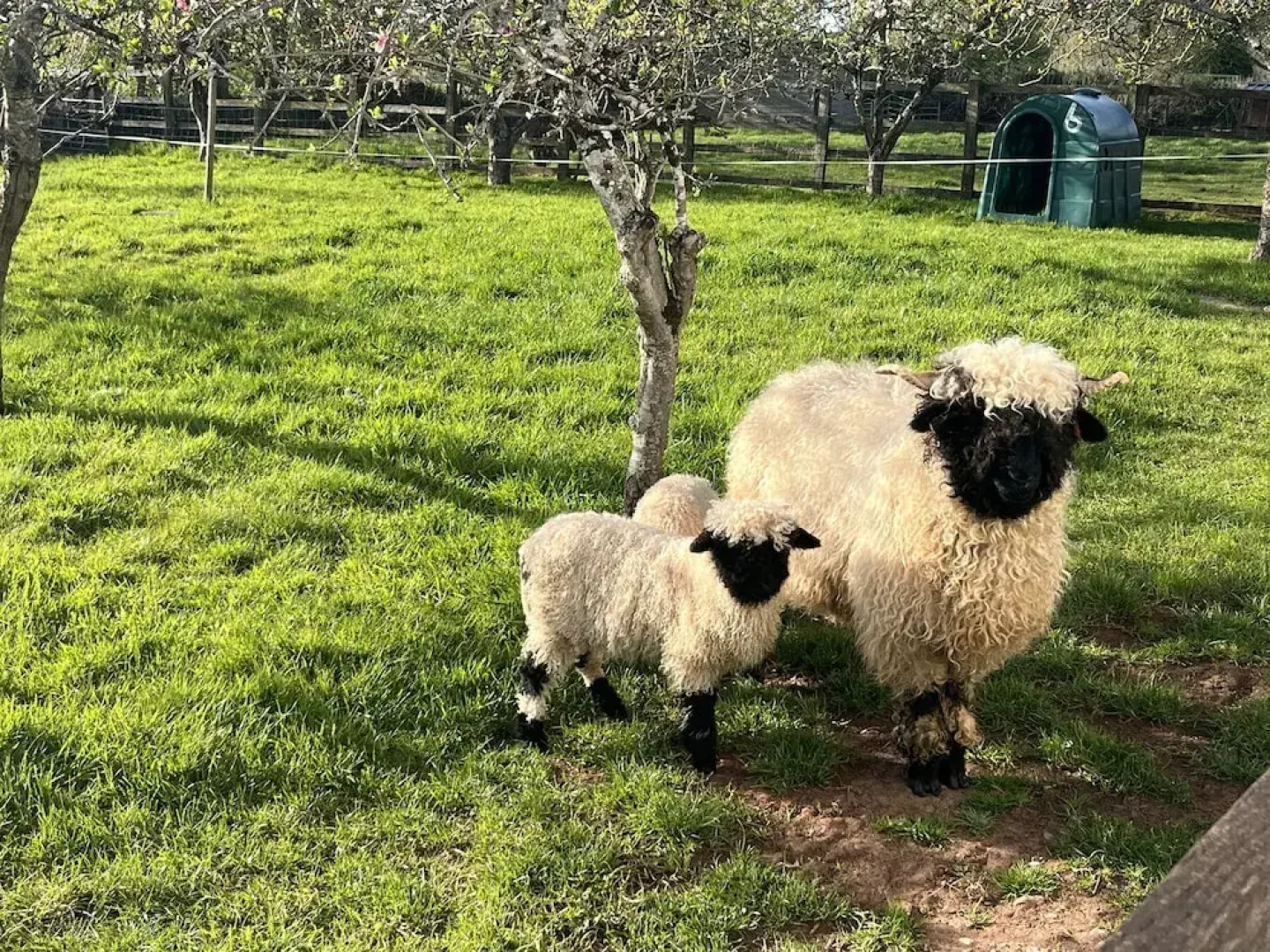 War Horse Valley Orchard View
