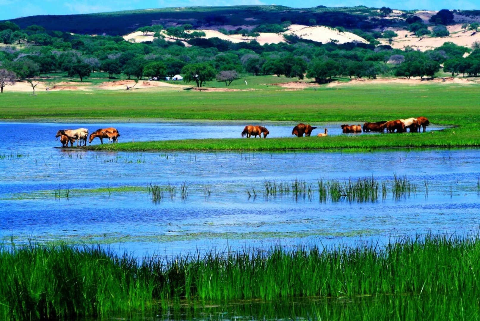 Xilingol Auspicious Horses