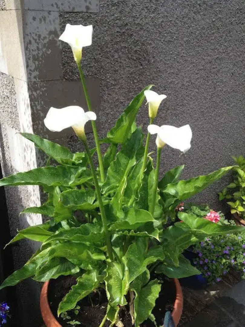 Rosehill Guest House