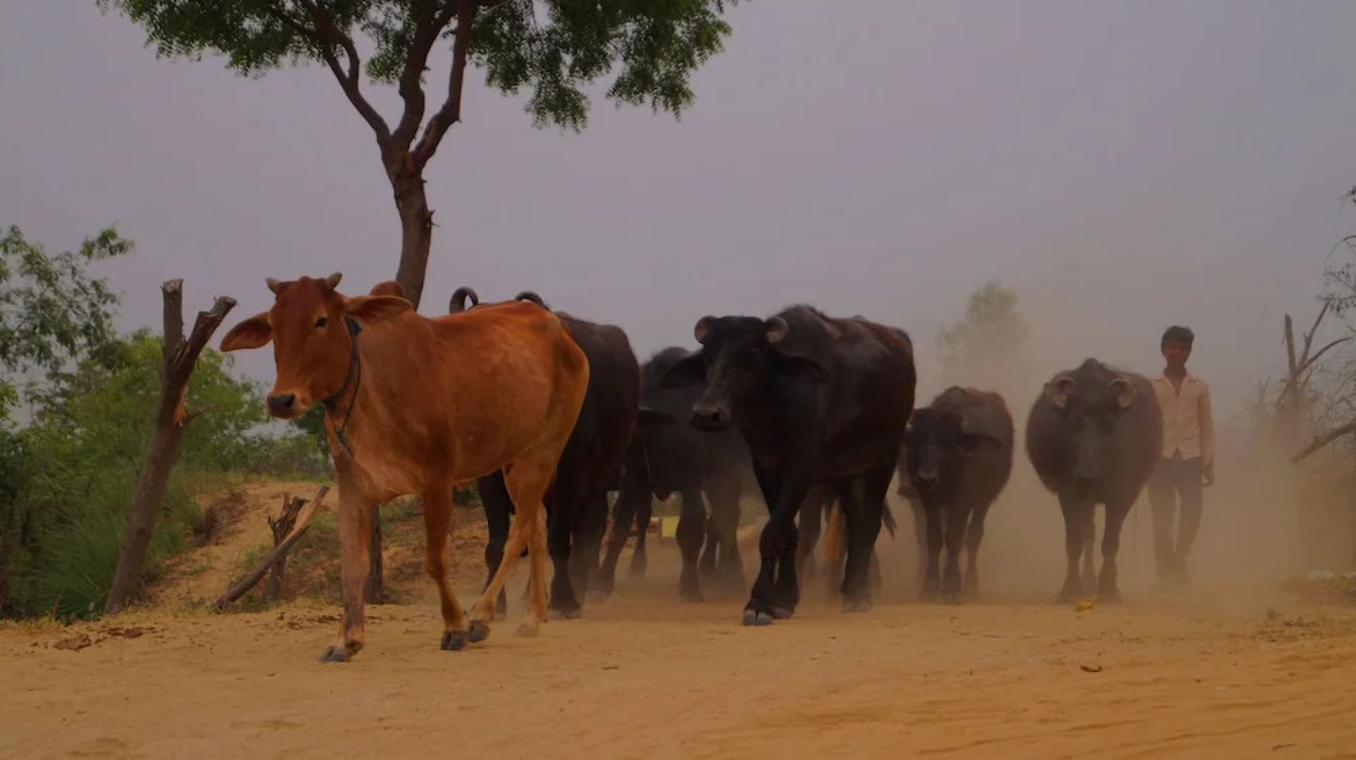 ShriGo Ganga Village Resort Spa