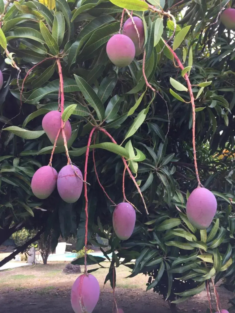 T2 tropical en bord de piscine à 100m de la mer