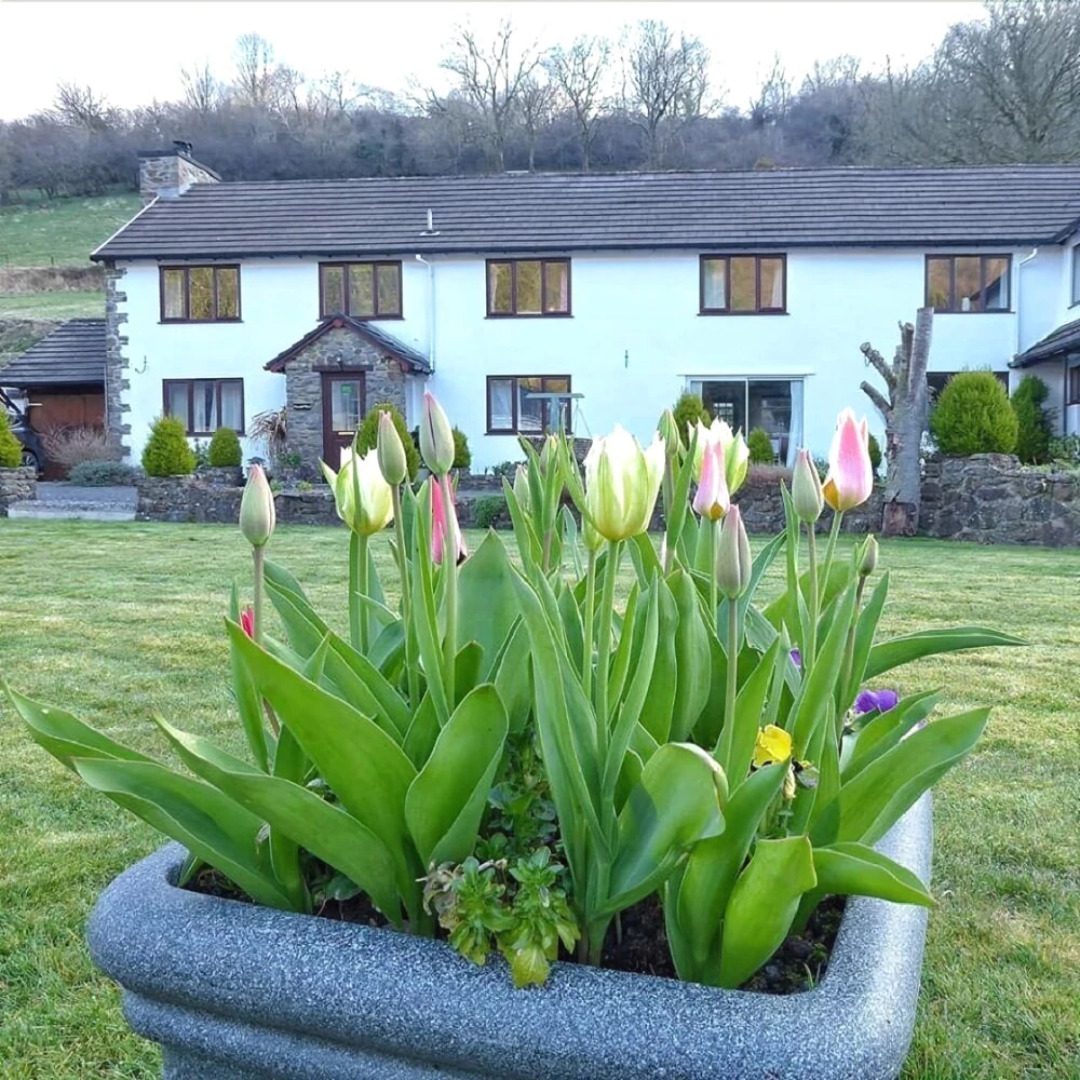 Neuadd Wen Country Guest House