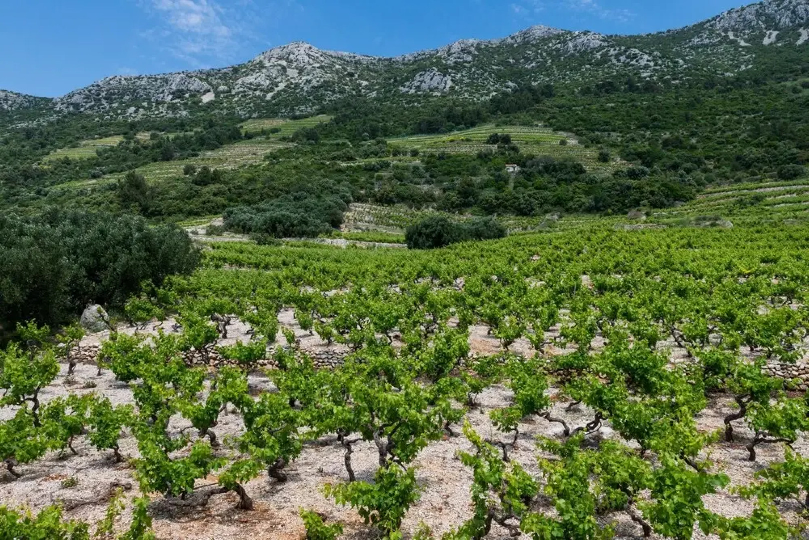 Apartments Villa Dingac - Borak