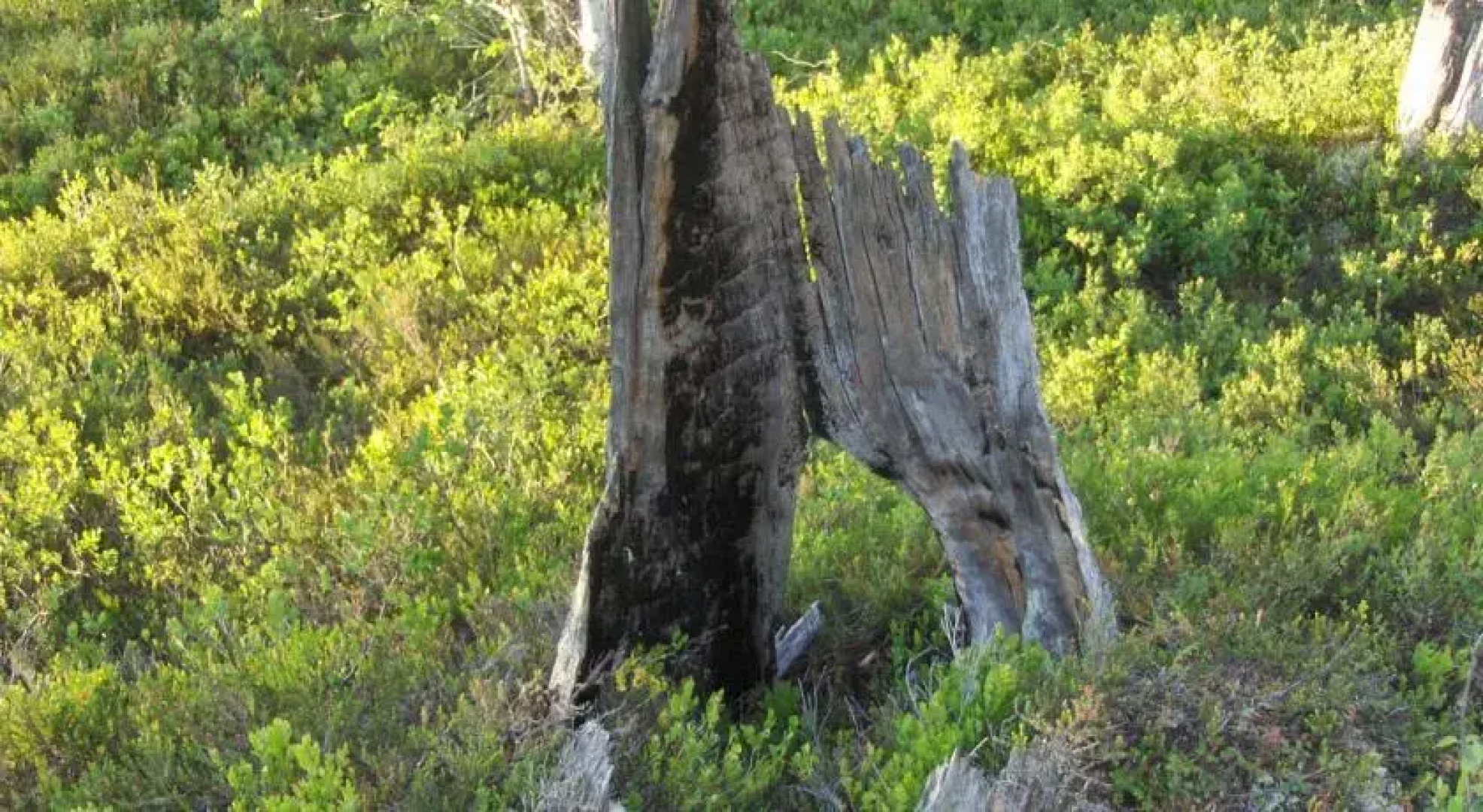 Stabbursnatt Nordli