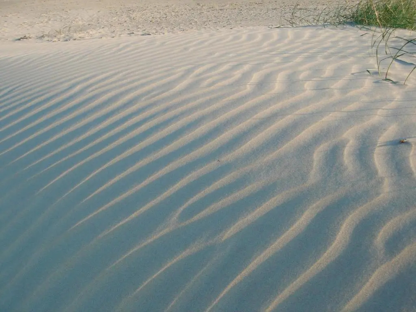 Lachmöwe - [#29741]