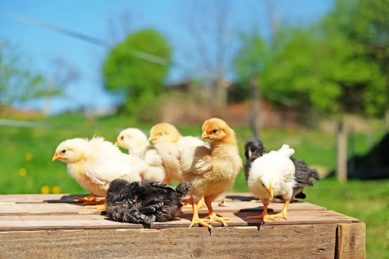 Gasthaus zum Bauernhof