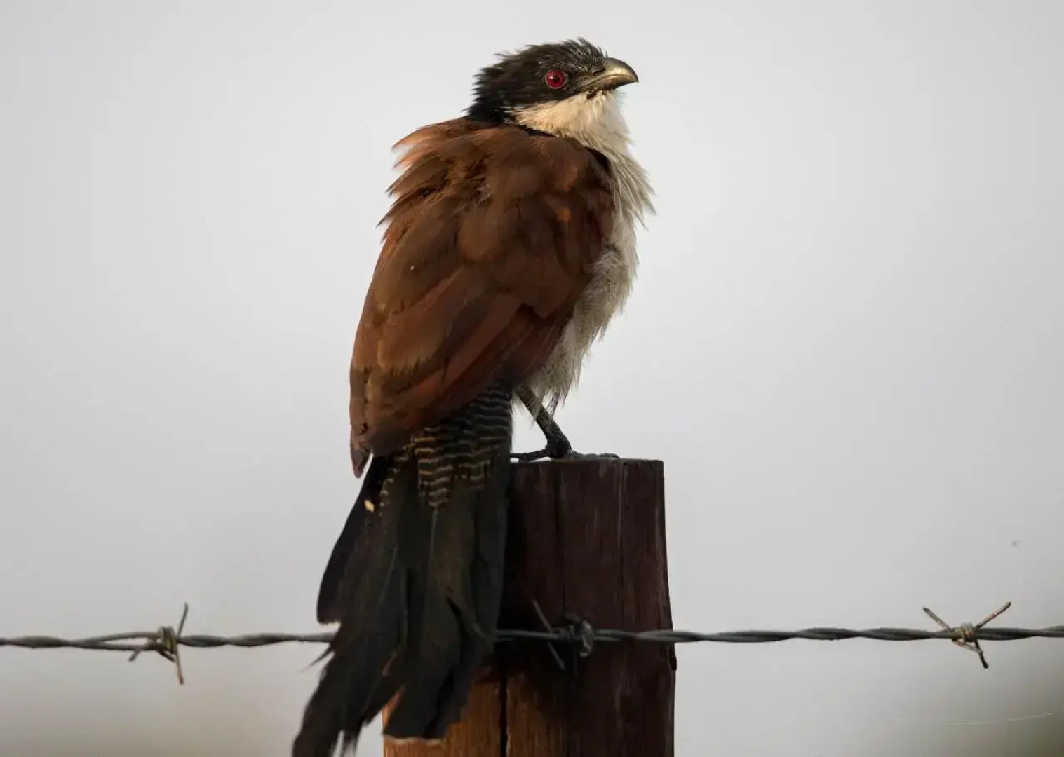 Royal Thonga Safari Lodge