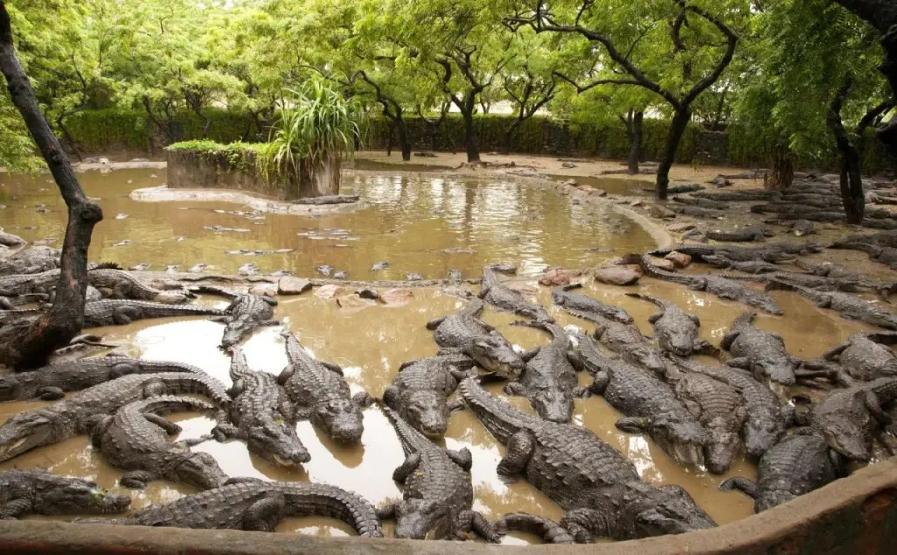 Covelong Residency By OYO Rooms