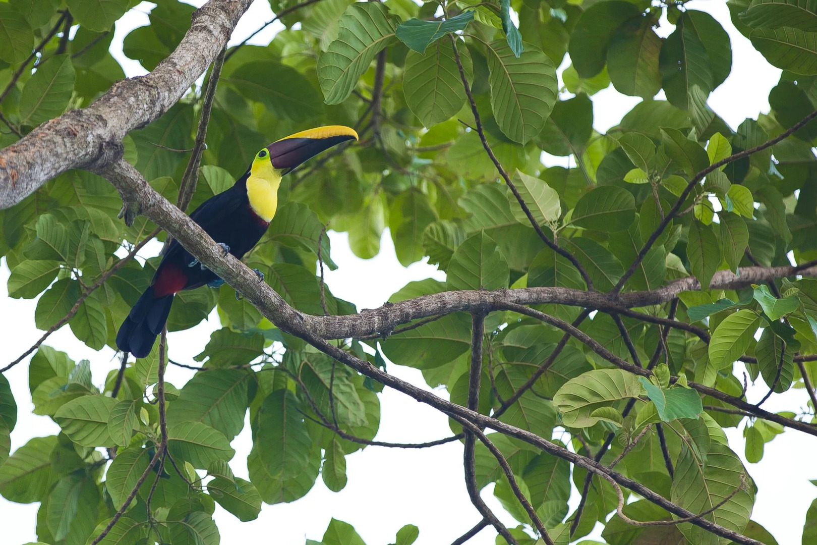 Kura Boutique Hotel Member of the Cayuga Collection