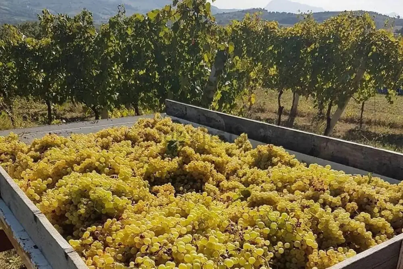 Immaculate 1bedroom Apartment in Ortezzano