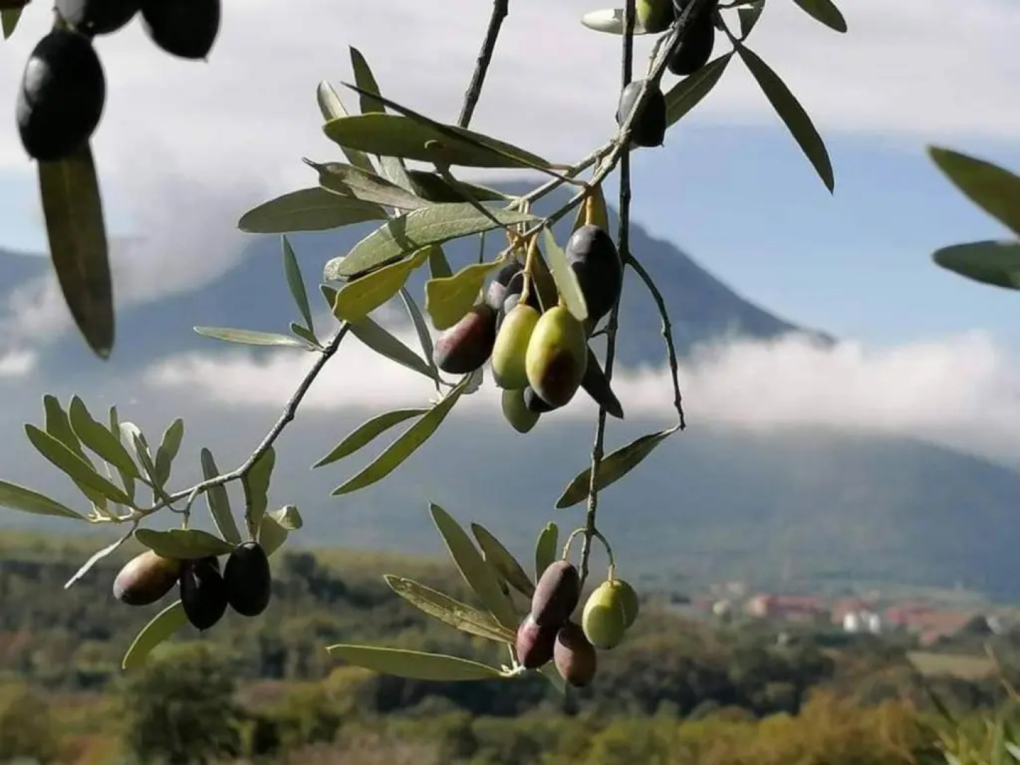 Salisù Country House