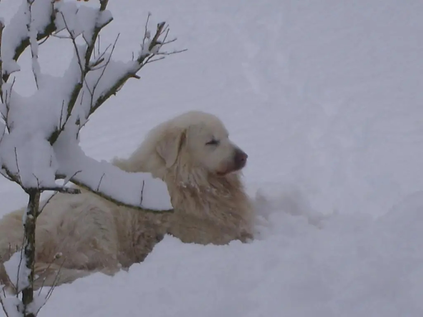 Kuko Hotel Restaurant